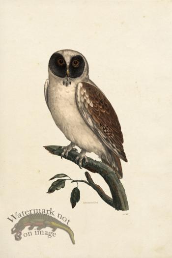 KO 02 Spectacled Owl